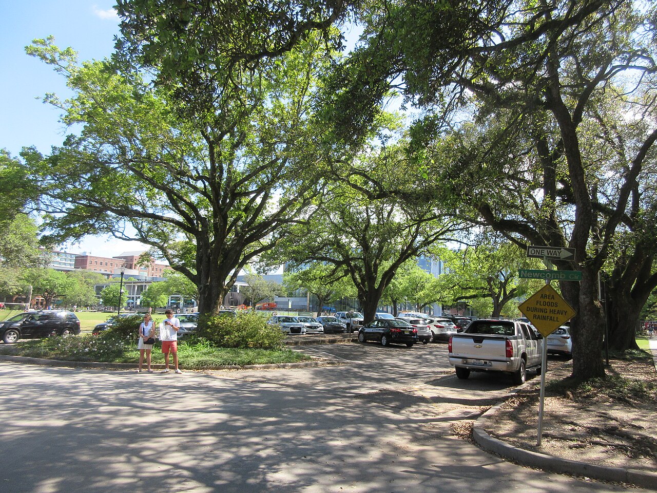 Кампус Tulane University в вековых дубах
